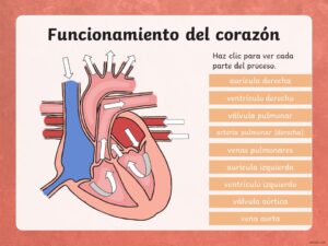 sistema circulatorio en pdf