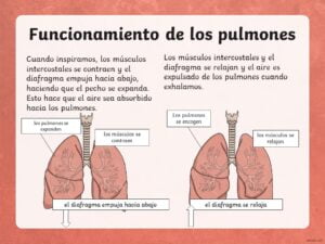 sistema circulatorio en pdf