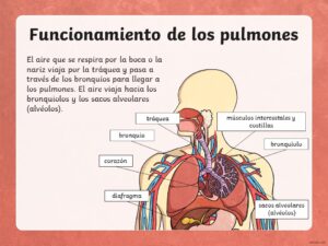 sistema circulatorio en pdf