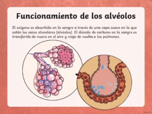 sistema circulatorio en pdf