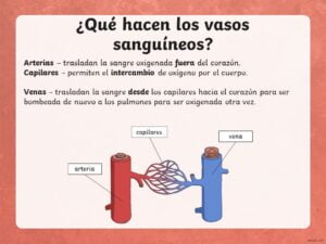 sistema circulatorio en pdf